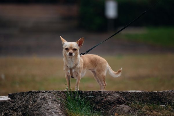 Was sind die besten Praktiken zur Gewichtsreduktion für Jockeys ohne Leistungseinbußen?