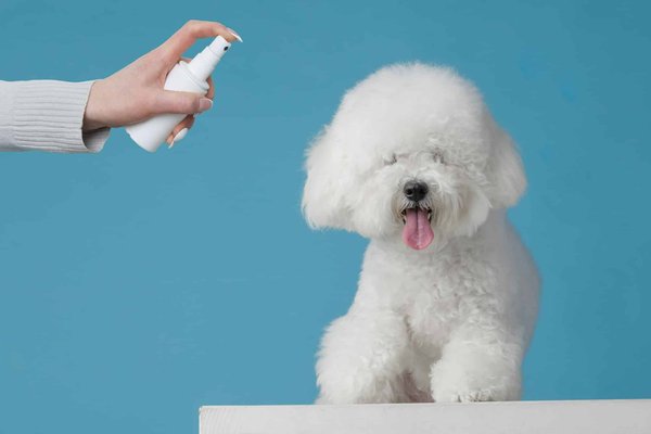 Wie kann ich Flöhe und Zecken bei meinem Hund verhindern?